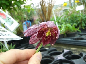 Fritillaria 'Meleagris'_0002.JPG